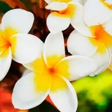 Фото Hasmik 1 