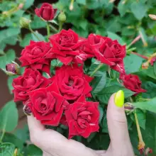 Фото Анаит 2 